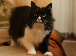 Нарушение товарного соседства стало причиной смерти кота в Таганроге