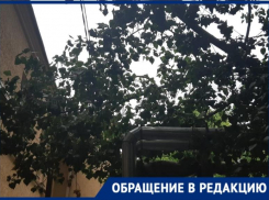 5 государственных организаций отказали таганрожцам, которые просили убрать сломанное дерево