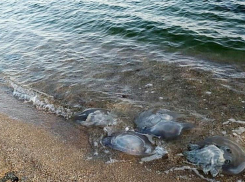 Нашествие медуз в Таганроге