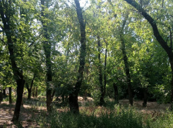 Таганрожцы интересуются судьбой сквера, победившего год назад в проекте по благоустройству