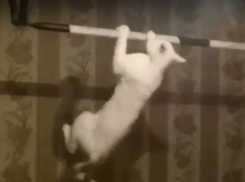 Видеоролик с котом-спортсменом покорил жителей Таганрога