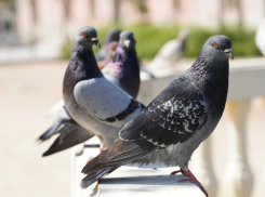 Голубь для таганрожцев – символ мира или ненавистная птица? 