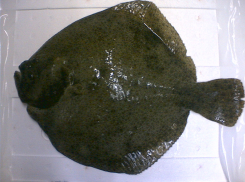 Осетров и камбал нашли учёные в бассейне Таганрогского залива