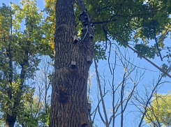 Огромные гвозди в вековых дубах: варвар изводит рощу тарзанками, таганрогские эковолонтёры грозят расправой 