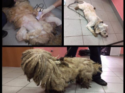 Спасенный из шерстяного плена песик вернулся к хозяйке в Неклиновском районе