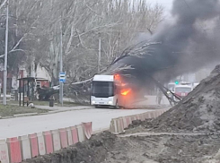 В Таганроге на автобус с пассажирами рухнуло дерево, есть пострадавшие