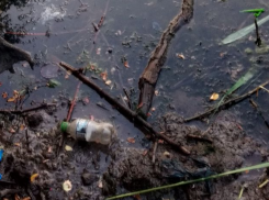 Черепашки тонут в мусоре несознательных таганрожцев 