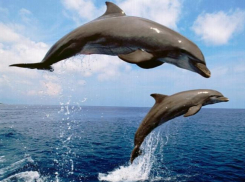 В начале весны в Таганрогский залив пожалуют черноморские гости