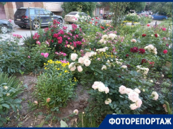 «Назло бабушке отморожу уши»: старший по дому добивается, чтобы зачахли великолепные клумбы во дворе