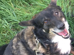 Под Таганрогом пропала собака 