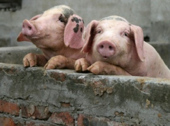 Таганрожцев просят быть бдительнее в связи со вспышкой африканской чумы свиней в Волгоградской области