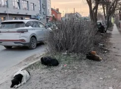 «Это — туристический Армаггедон»: таганрожцы показали запустение возле Старого вокзала