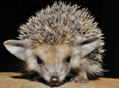 Кто такой ушастый еж? 