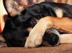 Жители Русского поля заподозрили в организации травли животных наркодилеров