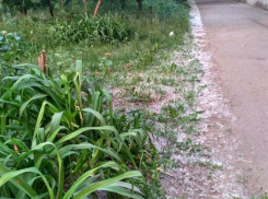 Таганрожцы задыхаются от тополиного пуха