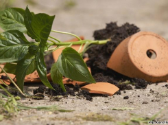 Орудием возмездия в жестокой ссоре двух жителей Неклиновского района стал цветочный горшок