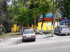 В Таганроге на автомобиль упало  сухое дерево