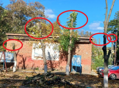 «Таганрог - концлагерь для деревьев»: зачем из здоровых экземпляров делают голые скелеты 