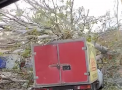 Огромный тополь упал в Таганроге по улице Дзержинского