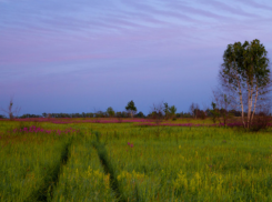 Таганрог - самый неухоженный: на Дону штрафуют за заросли сорняков