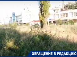 «Трава уже с человеческий рост», - таганрожец о природе в районе Простоквашино
