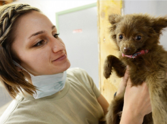 Как не подцепить лишай и прочие «прелести» от кошек и собак - рекомендация местного Роспотребнадзора