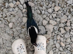 Любопытная сорока развлекает отдыхающих на Приморском пляже