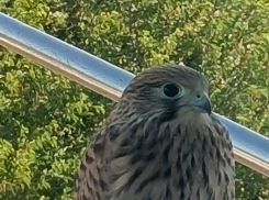 Рассказ таганроженки: «Наши крылатые соседи —  пустельги на балконе»