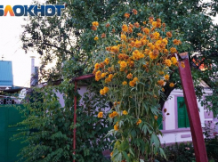 Жара возвращается: в выходные в Таганроге снова до +30°С