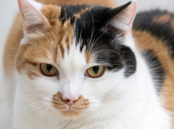 Федоров день: почему 8 февраля не стоит пускать чужих в дом