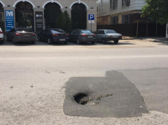 В Таганроге найдена новая порода деревьев - «асфальтовые»