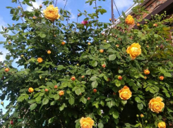 Цветорепортаж: Таганрог накрыло буйным цветением деревьев и шрабов