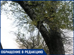 Путь длиной в 2 месяца пришлось пройти таганроженке из-за опасной ветки