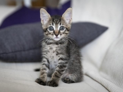 Администрация Таганрога призывает горожан соблюдать требования к содержанию домашних животных