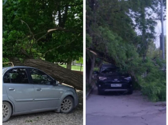 Сильный ветер в Таганроге повалил сразу несколько деревьев на автомобили 