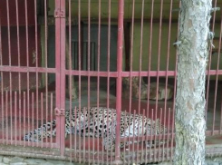 Жители Таганрога требуют расформирования живого уголка