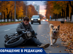 Собака сбила скутериста, таганрожца увезли в больницу