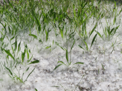 Не только аллергики: для кого опасен тополиный пух - комментарий для таганрожцев от местного врача