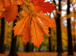 7 сентября: народные традиции и советы для таганрожцев на день Тита Листопадника