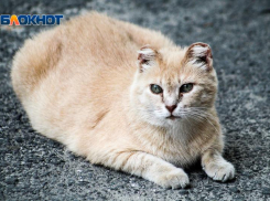 К эвтаназии бездомных животных в Ростовской области решили не прибегать