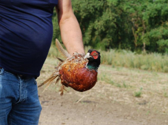 150 фазанов и 200 куропаток гуляют под Таганрогом