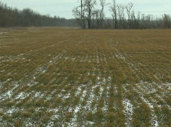 Нет снега на полях – не будет и урожая? 