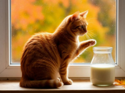 Сначала покормить котика: советы для таганрожцев на 20 октября