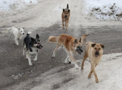 Стаи агрессивных бродячих собак в Таганроге нападают на детей 