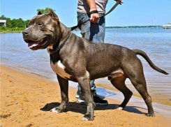 Таганрогским собачникам придётся одеть намордники на своих любимцев