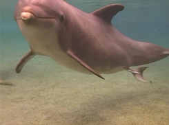 Отдыхающие заметили дельфинов, которые приплыли рожать на Рожок в Неклиновском районе  