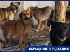 Бродячий террор: снова о нападении собак 