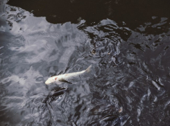 Контроль будут строже: рыбаков предупредили о проверках во время нереста в Таганрогском заливе