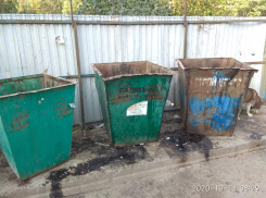 В Таганроге вокруг придомовой территории Единой городской службы дезинсекции образовалась антисанитарная зона