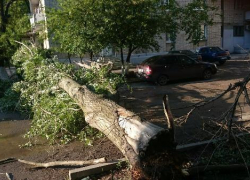 Упавший тополь забаррикадировал выезд из двора многоэтажки в Таганроге